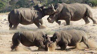 RHINO FIGHT 