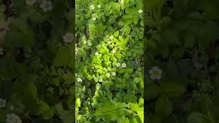 Христианская песня: научи молиться.  Автор слов: (Vera Hibert) Исполнитель: (Suno Ai (PRO))