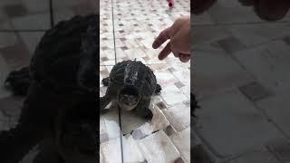 Common snapping turtle
