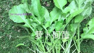 萝卜间苗 /如何给萝卜间苗和苗期管理https://youtube.com/@yanhuang6825