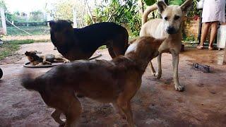 Poor Blacky can not access Bella again || #1781 Nature Show