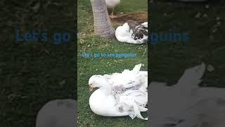 let's see  different  types  of penguins   and duckling .. #love arijitsingh # #lovesong