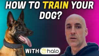 How to Train Your Dog for Halo Dog Collar