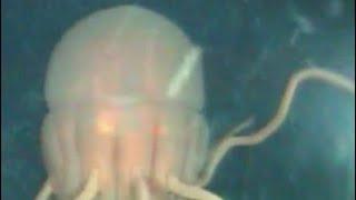 The Periphylla Jellyfish: Biological Flashbang