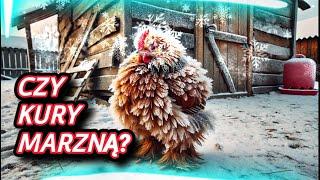 #chicken Ocieplać czy nie ocieplać? Czy kury marzną?