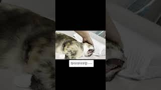 하품하는 냥이 호야2탄 #고양이 #고양이브이로그 #고양이영상 #고양이일상 #나만없어고양이 #냥냥 #냥냥이 #냥이 #냥이그램 #냥이브이로그 #귀엽냥