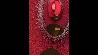 Digestive system- Roll of Large intestine (3D Animation)