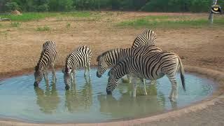 Burchell's Zebra