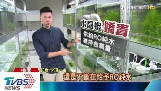 【十點不一樣】高檔水晶蝦堪比名牌包 蝦王曝飼養秘笈