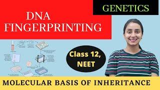 DNA Fingerprinting | Class 12 | Molecular Basis of Inheritance