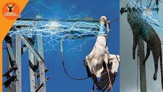 Death by electrocution - when animals get electrocuted to death - a bird disappeared less second