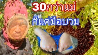 ผึ้งหลวงลุมต่อยหนักมาก 30กว่าแม่ เป็นรังแรกที่โดนหนักในชวิตที่เคยตีผึ้งมา