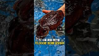 70,000원 초대형 갑오징어