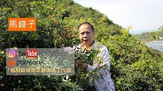 馬錢子|楊根錨嶺南草藥香港原生植物賞識（1080P50f）