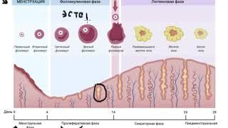 Менструальный цикл