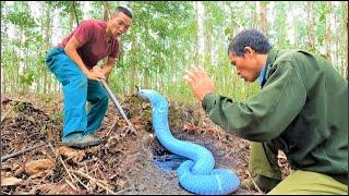 When the king cobras are angry - Video of catching the world's scariest king cobra