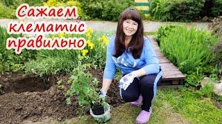 ПОСАДКА КЛЕМАТИСА. Секреты посадки клематиса, о которых Вы не знали.