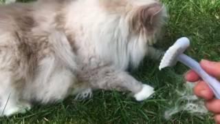 Cat Comb for Shedding as Demonstrated by Ragdoll Cat Chiggy and the EZ-Groomer - Floppycats