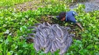 Unbelievable Hand Fishing! Smart Boy Is Catching Big Catfish By Hand From Under The Water Hyacinth