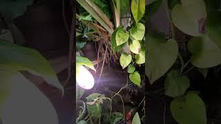 sansi grow led big monstera leaves