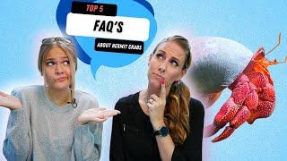 The Most Frequently Asked Questions About Hermit Crabs!