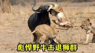 彪悍野牛擊退獅群的圍獵lion repelling lions