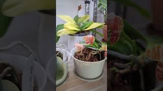 Growing Orchids and Hoyas Indoors in NYC | Part 4 Watering & Flushing the Collection #orchid #hoyas