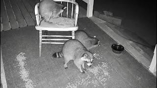 Three Fuzzy Raccoons, Dinner Time | Sept 14