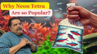 Why NEON TETRA is the MOST POPULAR Fish?