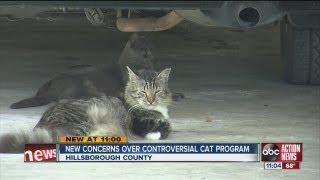 Controversial TNR feral cat program divides animal lovers