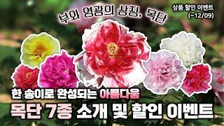 봄꽃의 주인공 등장 부와 영광의 상징, 목단 소개해드려요️ 다양한 색상부터 할인이벤트까지!