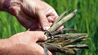 Что такое No-Till. Фермер Владимир Гавриленко