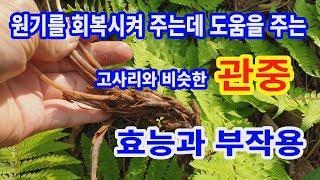 관중 효능과 부작용