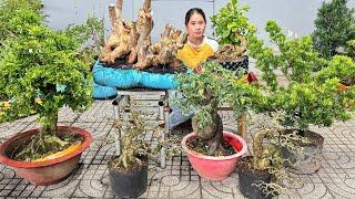 Thúy An 28/10 chào bán lô bonsai đa dạng - Sam Mai Me Đào Tùng Nguyệt Thị và Bằng Lăng