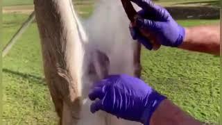 How To Field Dress A Fallow Deer  (Tutorial)