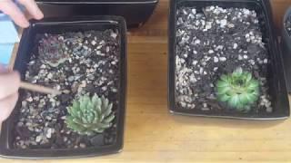 Sempervivum Planting Tutorial