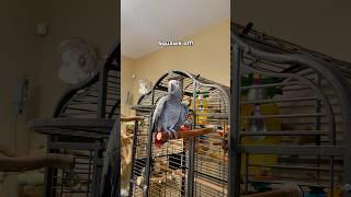 Gizmo tells Bird to Squawk off!!  #funnyparrot #bird #talkingparrot #parrot