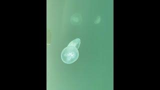 Aurelia aurita - Moon Jellyfish