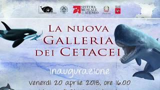 Inaugurazione nuova Galleria dei cetacei