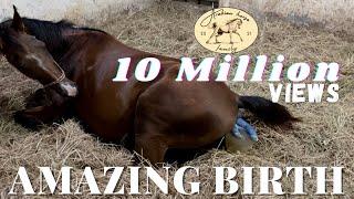 Arabian horse gives birth to a beautiful filly | The whole foaling process