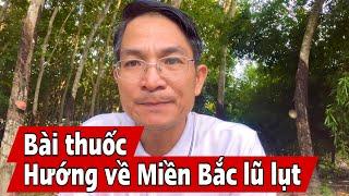 Bài thuốc Hướng về Miền Bắc Ruột Thịt, trị tiêu chảy cấp. PHAN HẢI Channel