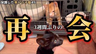 2日でデレデレになった子猫の兄弟を保護しました。