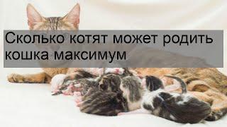 Сколько котят может родить кошка максимум