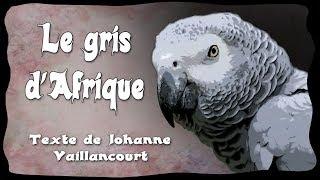 Le gris d'Afrique, selon le texte de Johanne Vaillancourt