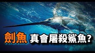 劍魚之謎：它真的會屠殺鯊魚？為何會有橙色的劍魚肉？日本水俁病真的救了劍魚一命嗎？一條有故事的魚！