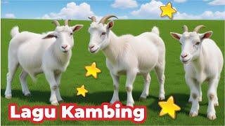 KAMBING , SAPI , KAMBING SAPI JOGET KAMBING SAPI BERANTEM SUARA KAMBING DAN SAPI SUARA KAMBING KAWIN