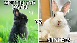 Netherland Dwarf vs Mini Rex  | Which Bunny Is Better for You?