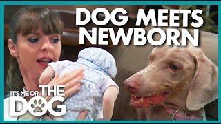 Can Dog With Bite History Be Trained Before Newborn Arrives? | It's Me or the Dog USA