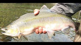 핑크연어 플라이 낚시,님핑기법을 위주로. Pink salmon fly fishing, Vancouver Island, BC, Canada