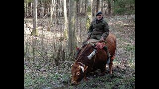 Zaklinacz byków z Rogóża cz.1 (Bull whisperer from Rogóż, part. 1)